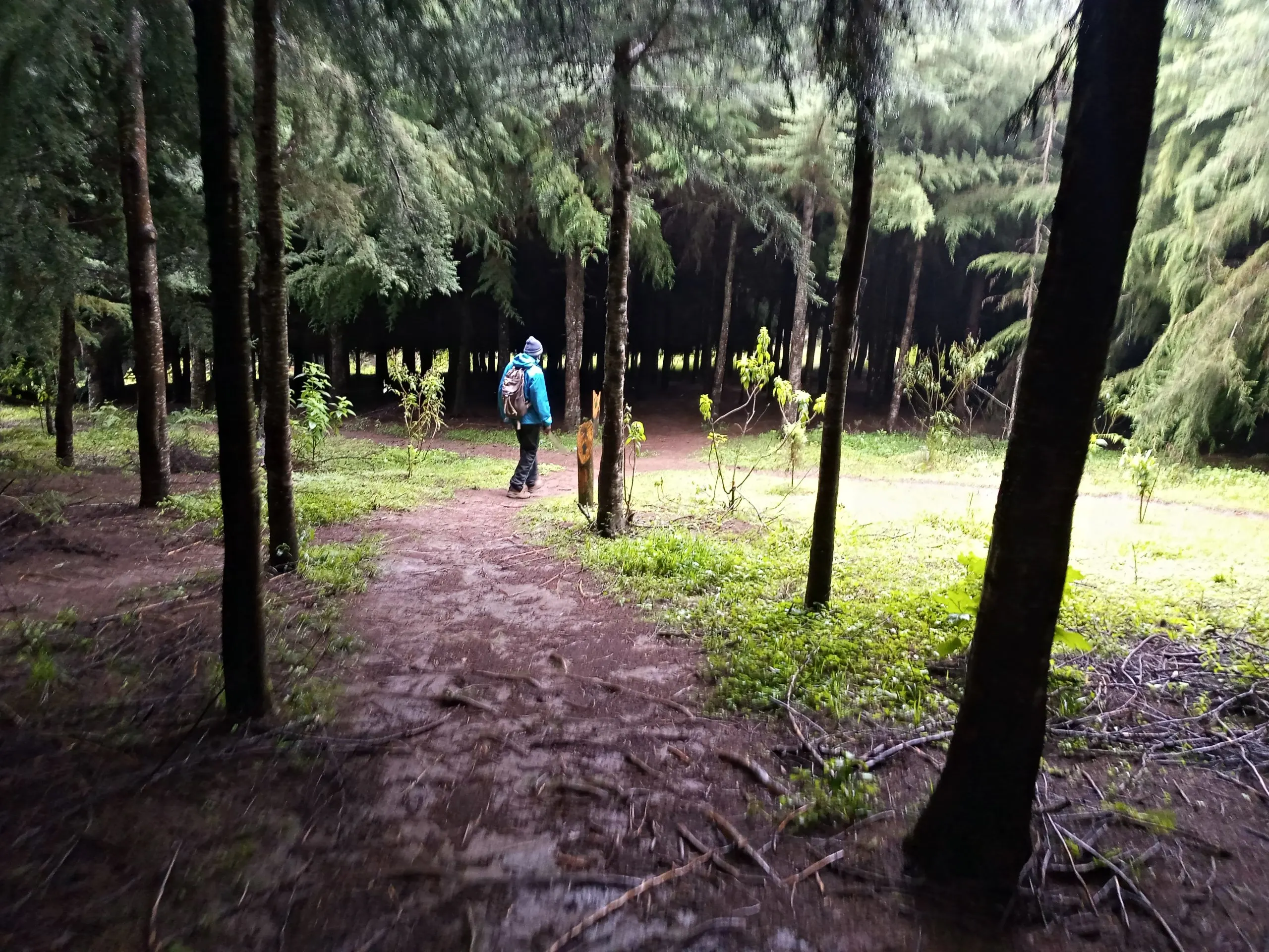 Kereita Forest hiking trail in Kenya