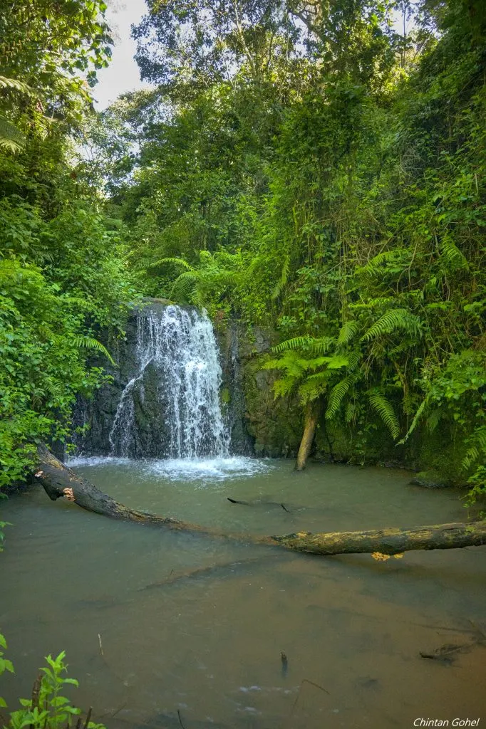 Forest hiking trail in Kenya promoting conservation and sustainable hiking