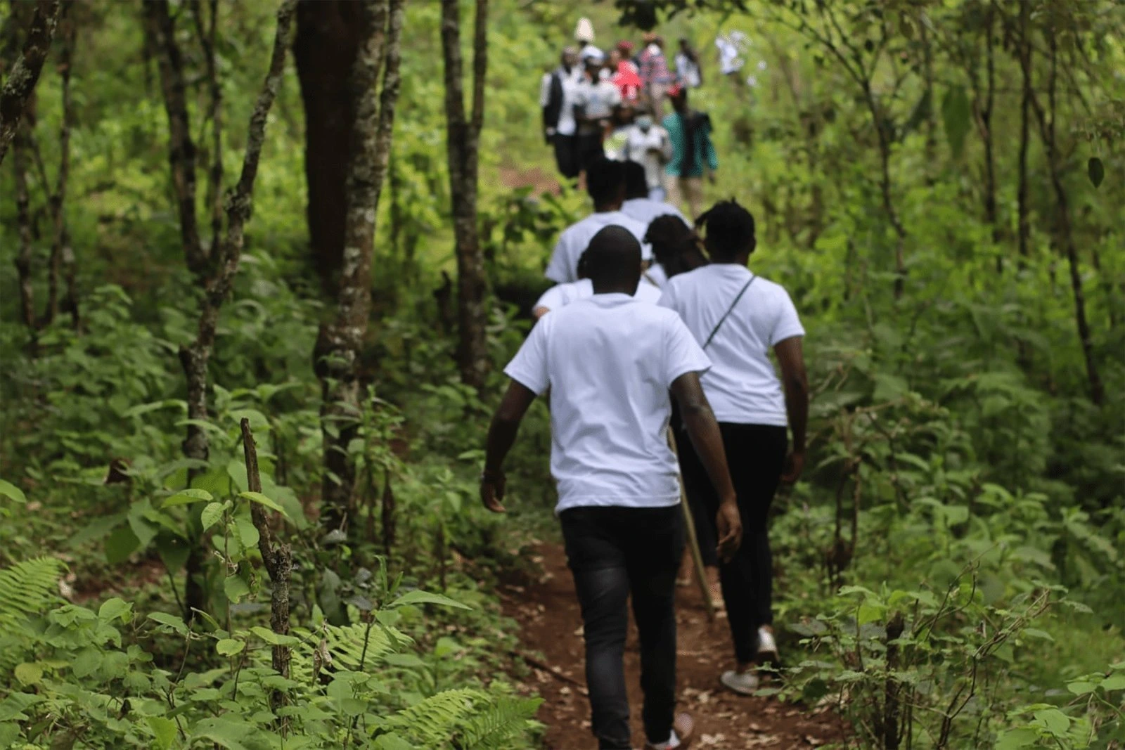 Scenic forest trail in Kenya